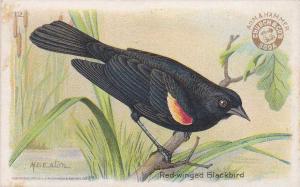 Arm & Hammer - Red-winged Blackbird Trade Card Useful Birds