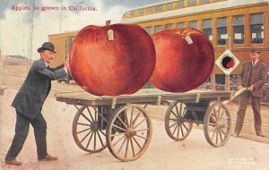 Apples as grown in California Exaggeration Train 1911 Covina Vintage Postcard