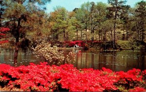 Virginia Norfolk Municipal Gardens Azalea Blossom Time