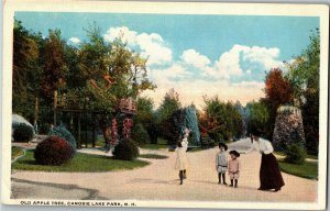 Canobie Lake Park NH Old Apple Tree with Observation Platform Vtg Postcard E10