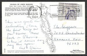 California, Baja - Cabo San Lucas - Seals - [CA-229]