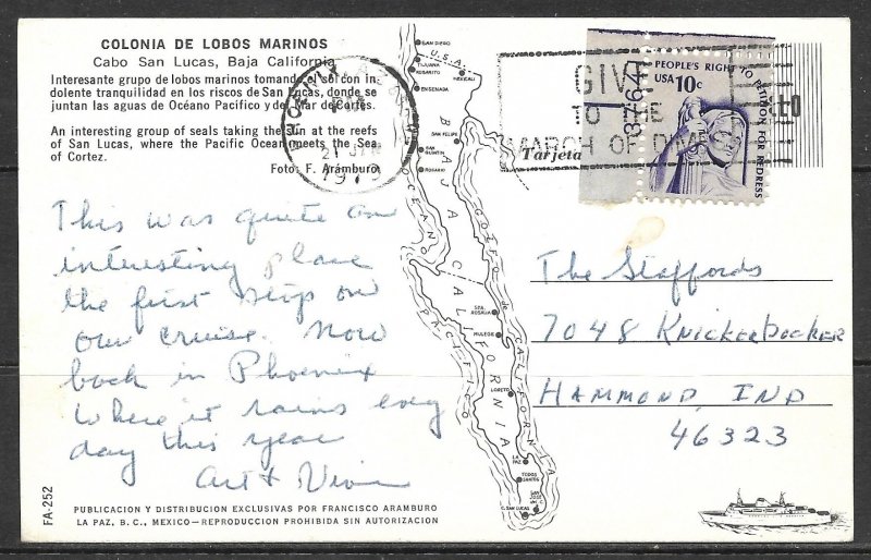 California, Baja - Cabo San Lucas - Seals - [CA-229]
