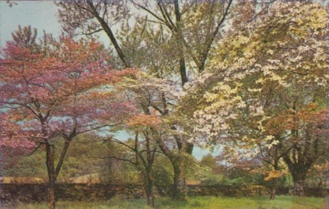 Pink and White Dogwood Trees In Bloom In The Carolinas