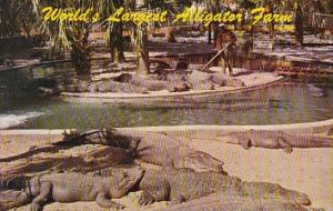 Saint Augustine Alligator Farm Saint Augustine Florida