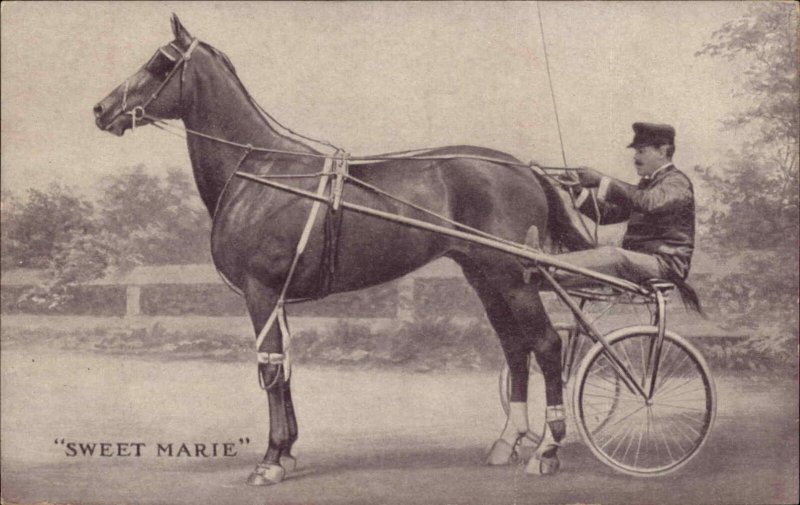 Harness Horse Racing Horse SWEET MARIE Allentown Written on Back c1910 PC 