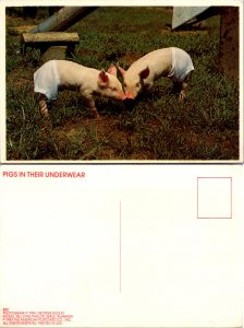 Pigs in Their Underwear (11809)