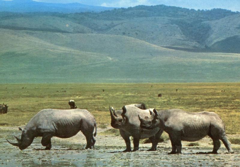 Africa - Rhinoceros
