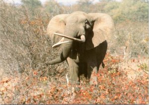 Postcard Elephant at Kruger National Park South Africa