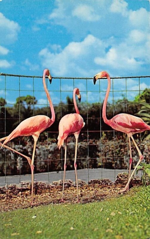 Flamingos, Miami's Parrot Jungle Miami, Florida, USA Unused 