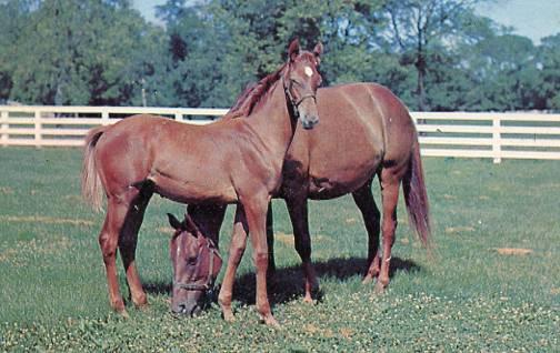 Two Beautiful Horses