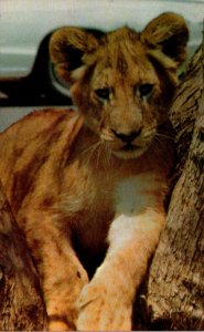 Young Male Lion North Carolina Zoological Park