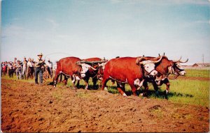 Plowing with Oxen Pion Era Saskatoon Saskatchewan 1960s Postcard F30