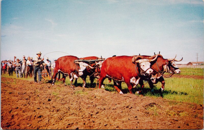 Plowing with Oxen Pion Era Saskatoon Saskatchewan 1960s Postcard F30