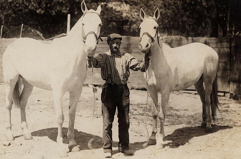 1904-18 RPPC Gettysburg PA Goerge Yohe & 2 White Horses RARE Real Photo Postcard