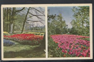 Netherlands Postcard - Flowers - Keukenhof Lisse-Holland   T10046