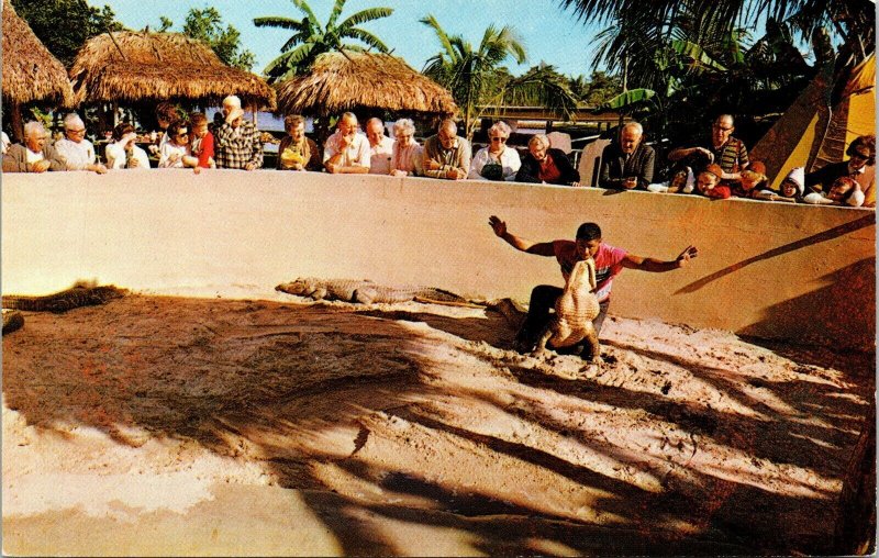 Florida Alligator Wrestling Tourist Show Tropical Wildlife Crowd Chrome Postcard