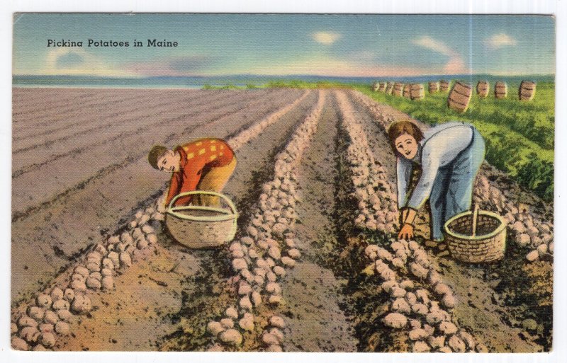Picking Potatoes in Maine