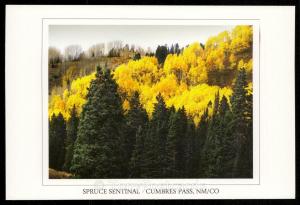 Spruce Sentinal - Cumbres Pass, NM/CO