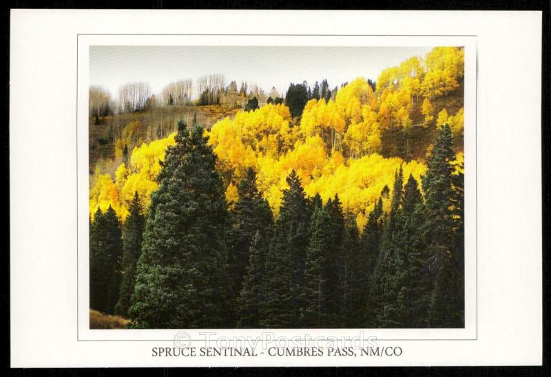 Spruce Sentinal - Cumbres Pass, NM/CO