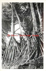 HI, Hawaii, RPPC, Hawaiian Islands, Lauhala Trees, Kodak Hawaii No H-222