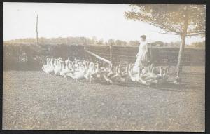 Woman & Geese in Field at Fence RPPC Unused c1910s