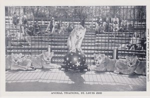 Missouri St Louis Zoo Animal Training Lions