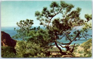 Postcard - Torrey Pine - California