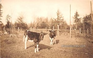 Cows - Misc, New York NY  