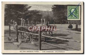 Old Postcard Ostrich Ostrich farm At the Los Angeles California