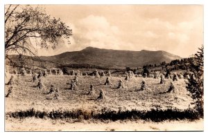 RPPC Corn Field and Mountain Scene, Twist O'Hill Lodge, Williston, VT