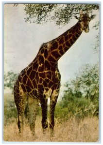 1962 Kameelperd Giraffe Kruger National Park South Africa Vintage Postcard