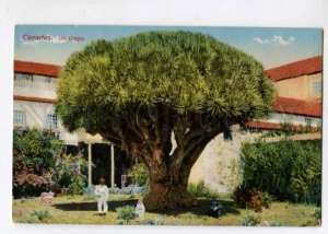 299772 SPAIN Gran Canaria Un Drago Vintage postcard