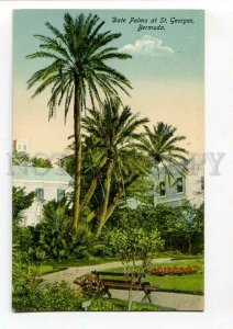 3090309 BERMUDA Date Palms at St.Georges Vintage PC