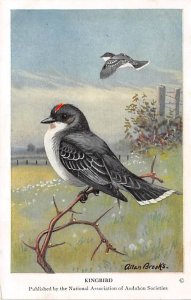 Kingbird Artist Allan Brooks, Non  Backing Bird Non  Backing Unused 