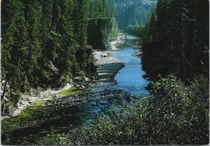 The Gold River BC British Columbia Vintage Postcard D59