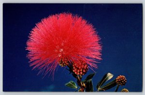 Postcard Hawaii Lehua Blossom - Ohia Tree