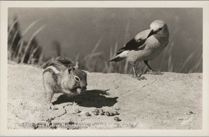 RPPC 1930-1950 nutcrackers chipmunk bird Crater Lake Oregon Sawyers photo B02 