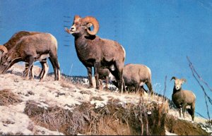 Canada Canadian Rockies Rocky Mountain Bighorn  Sheep 1973