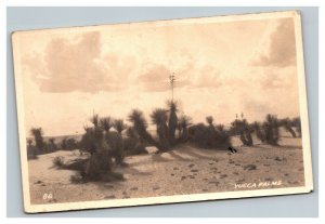 Vintage 1930's RPPC Postcard Yucca Palms in the Desert El Paso Texas