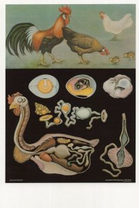 Farm Hen Domestic Fowl Old School Educational Chart Postcard