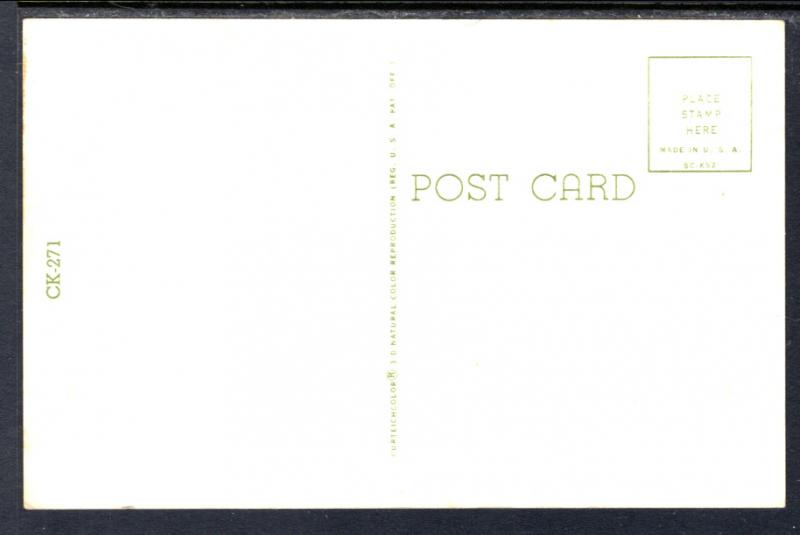 Ready For Lunch,Kitten in a Lunch Box,Cat BIN