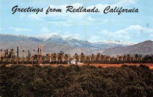 Redlands California Orange Groves Greetings Vintage Postcard J77400 