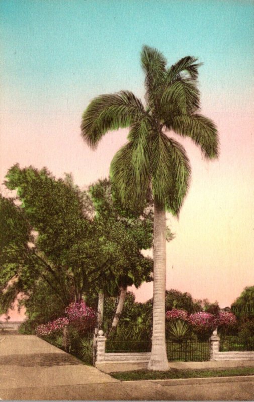 Florida Fort Myers Stately Royal Palms On Hotel Royal Palm Grounds Handcolore...