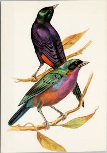 Slender Billed Starling African Birds Series Bird Unused Vintage Postcard C1