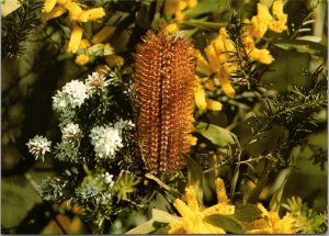 postcard Australian Flowers - Bottle Brush