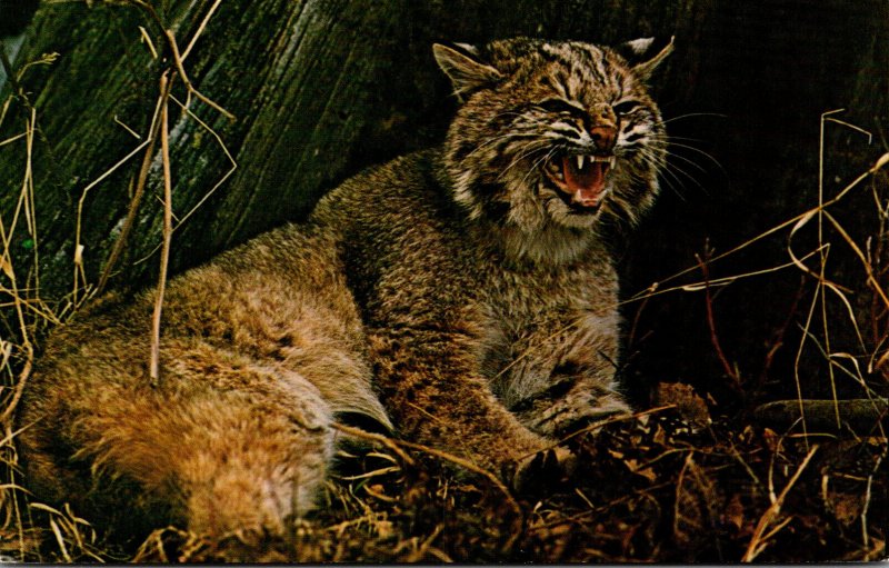 Michigan Department Of Conservation The Bobcat Hunter and Hunted