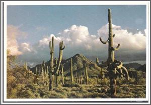 Arizona Giant Saguaros - [AZ-058X]