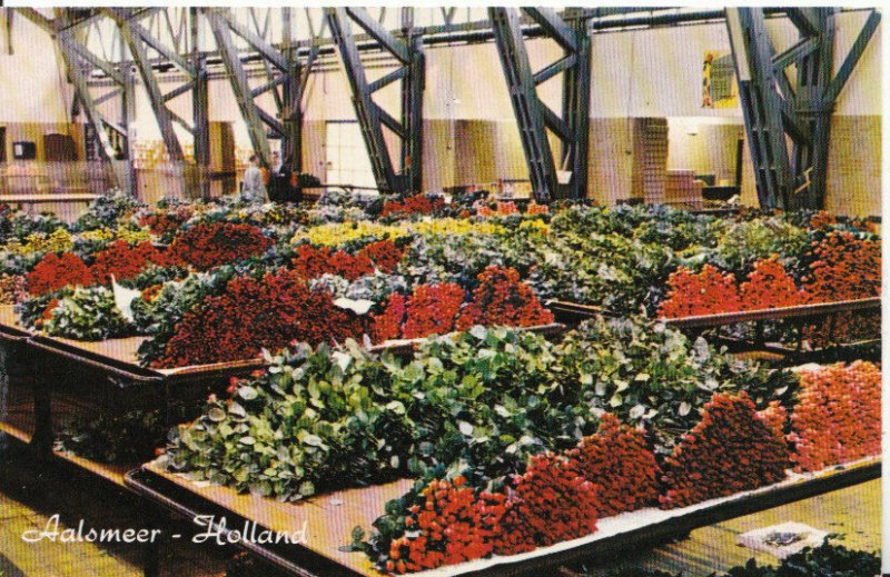 Netherlands Postcard - Aalsmeer - Holland - Interior Flower Auction - Ref 5847A