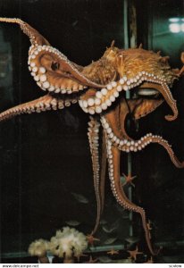 Giant Pacific Octopus , 1960-80s