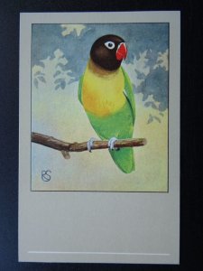 Bird Theme MASKED LOVEBIRD c1950s Postcard by P. Sluis Series 5 No.53